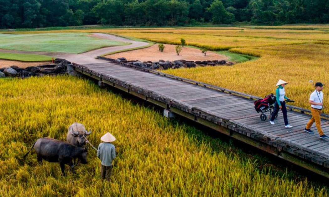 Tại Laguna Golf Lăng Cô, ba chú trâu nước sẽ giúp quản lý các cánh đồng bằng cách ăn cỏ dại và cây trồng dư thừa trong khu vực.