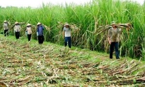 Ngành mía đường “bất lực” trước đường nhập lậu và đường siro ngô nhập khẩu