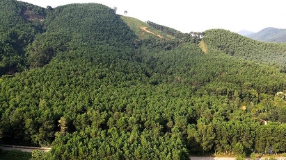 Central Ha Tinh province plans to grow 8,000 ha of forest annually