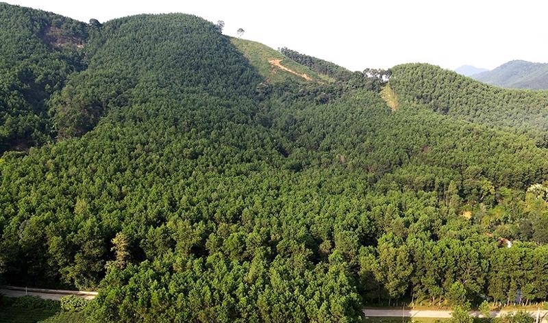 Central Ha Tinh province plans to grow 8,000 ha of forest annually