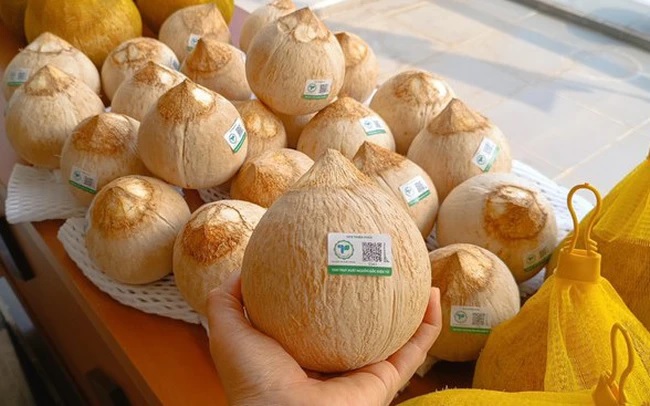 Hiện nay toàn tỉnh Bến Tre hiện có hơn 79.000 ngàn ha trồng dừa; trong đó, dừa công nghiệp chiếm khoảng 75%, còn lại là dừa uống nước.
