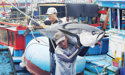 Chế biến, xuất khẩu hải sản: Khó ngay từ “đầu vào”