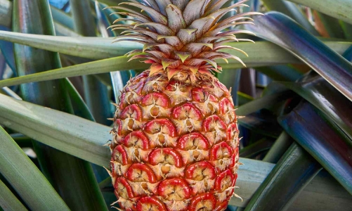 Sự trỗi dậy của thị trường trái cây cao cấp