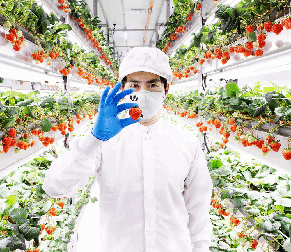 D&acirc;u t&acirc;y đặc sản của Oishii, được trồng trong nh&agrave; k&iacute;nh được kiểm so&aacute;t nhiệt độ.