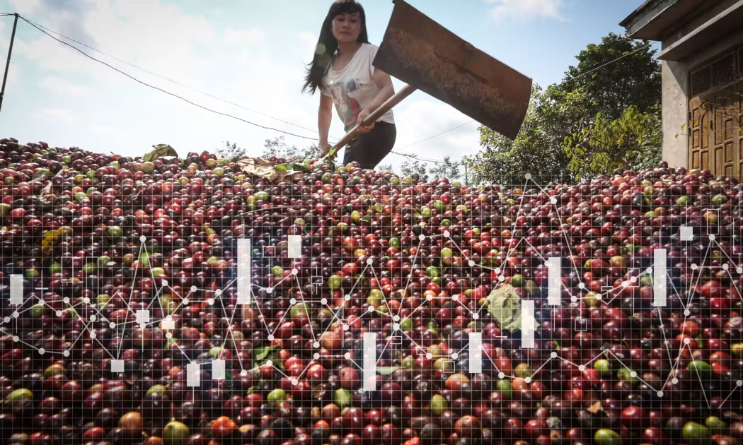 Giá hạt cà phê robusta đang ở mức không ai nghĩ tới khoảng 1-2 năm trước - Ảnh: Nikkei Asia