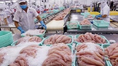 Tra fish exports to Mexico keep increasing