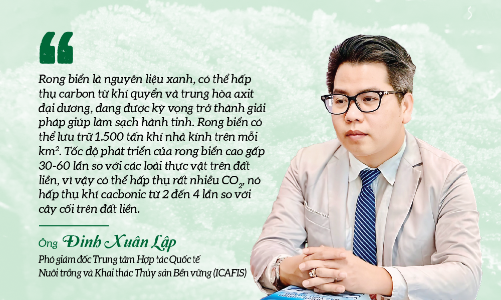 Rong biển khơi dậy tiềm năng kinh tế xanh của Việt Nam