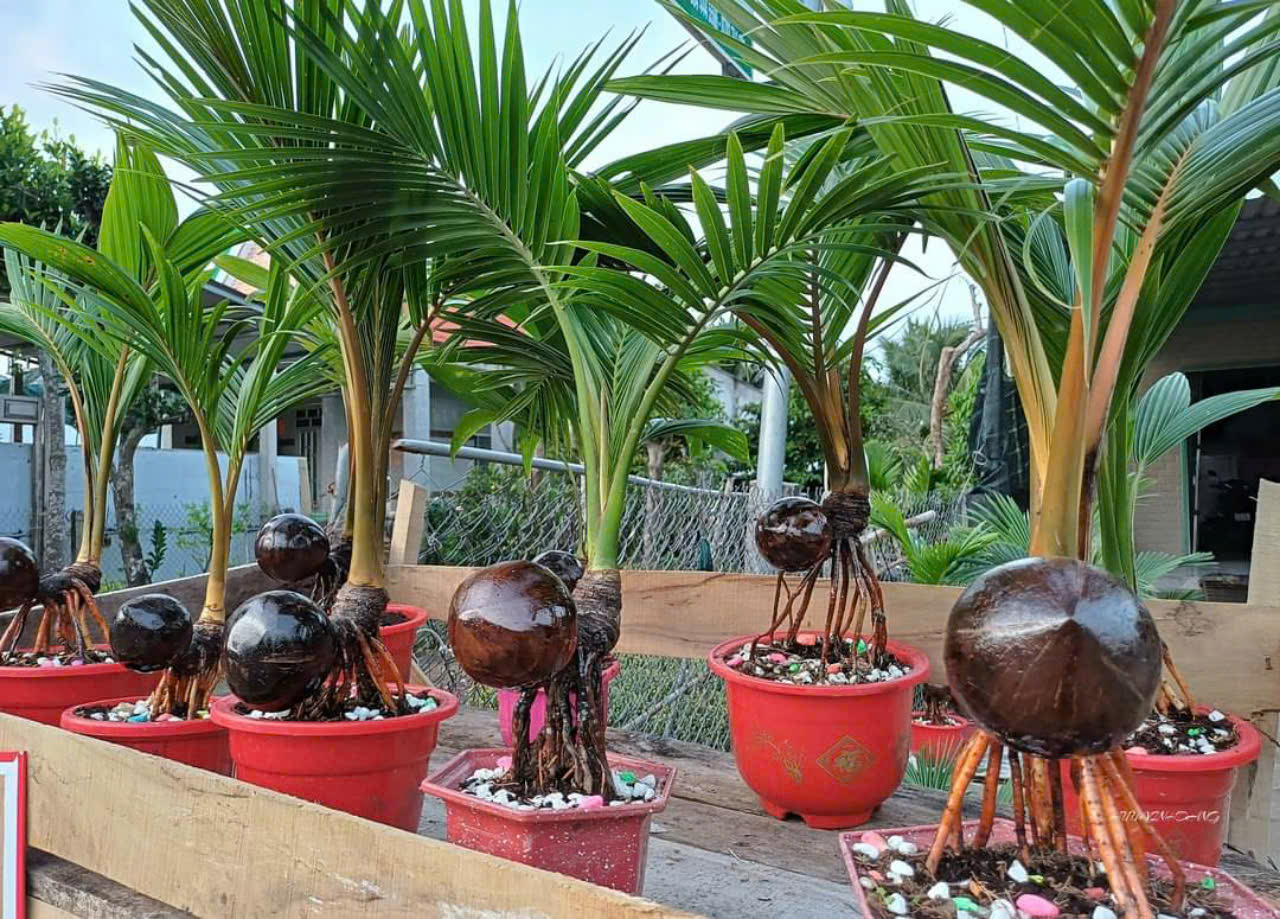 Dừa kiểng bonsai được trồng tạo bởi các 