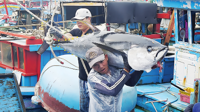Tuna export rakes in $555 mln in 7M