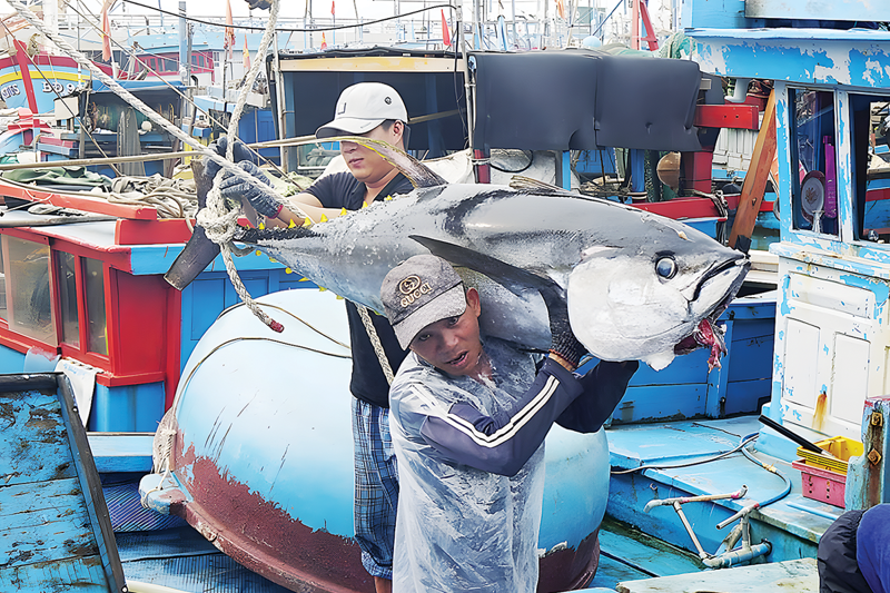 Tuna export rakes in $555 mln in 7M