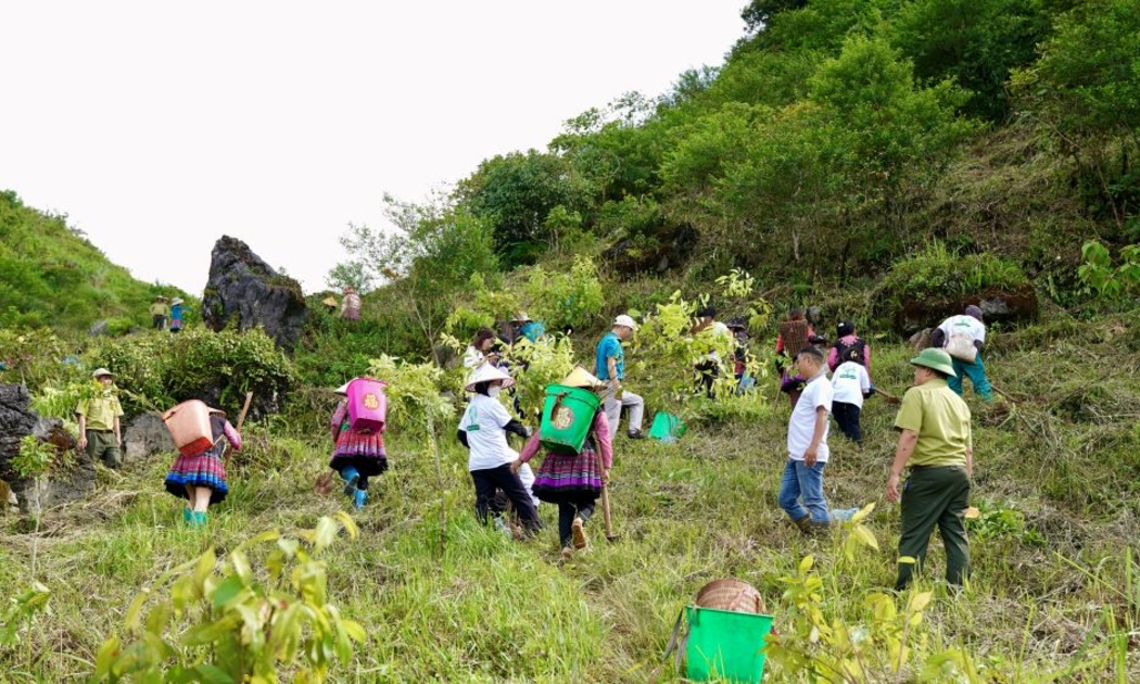 Đông đảo người dân tham gia trồng phục hồi rừng tại xã Hang Kia, huyện Mai Châu, tỉnh Hòa Bình.