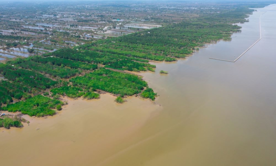 Cường độ sóng đánh vào bờ lớn gây chết nhiều thực vật ngập mặn, giảm đáng kể diện tích rừng sát biển Tây ở Cà Mau.