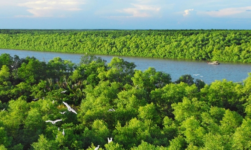 Cần hoàn thiện cơ sở pháp lý cho thị trường tín chỉ carbon rừng ven biển Việt Nam