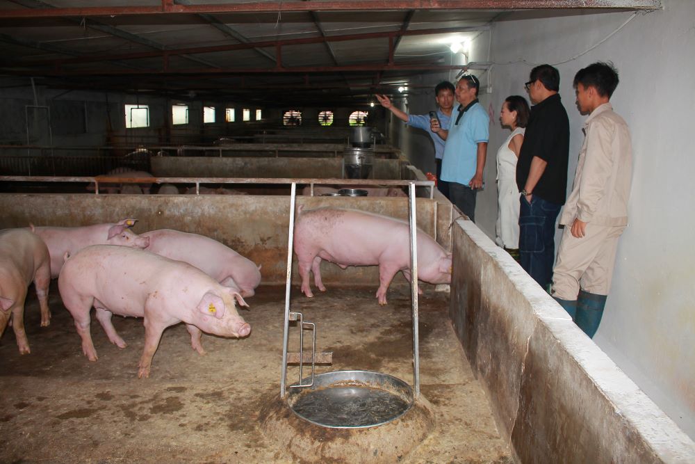 Ông Rosendo So và bà Pinky Pe Tobiano tham quan trang trại lợn đã được tiêm phòng vaccine AVAC ASF LIVE  tại tỉnh Hưng Yên. Ảnh: Chu Khôi.