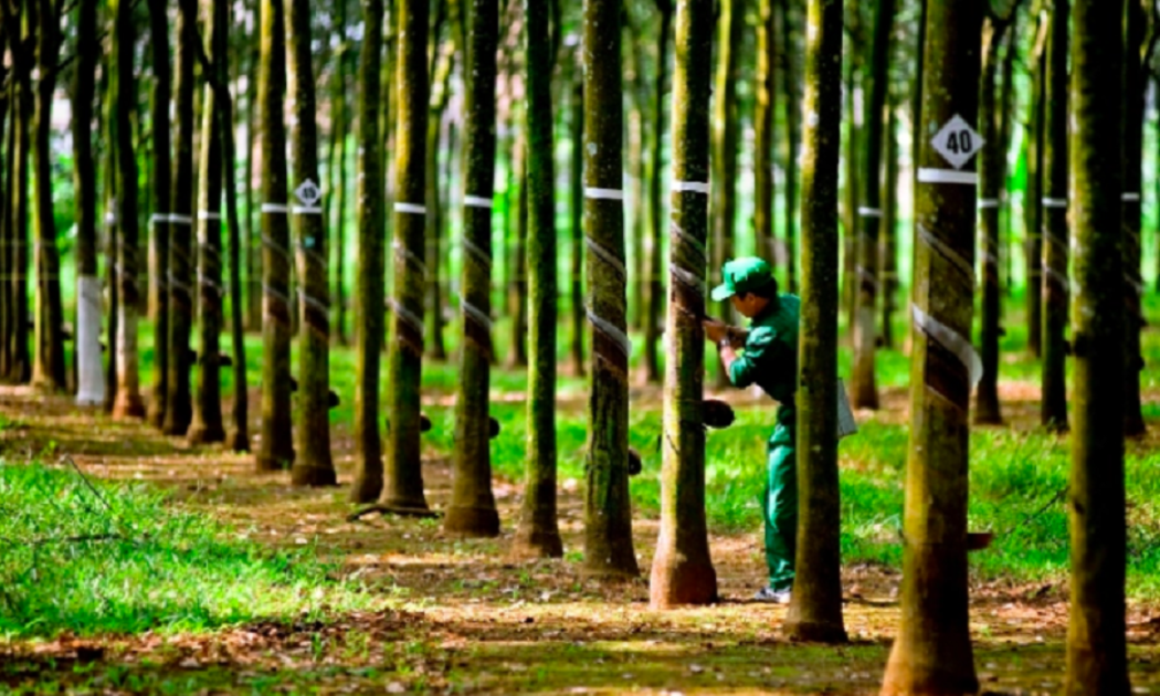 Cao su là một trong những mặt hàng chịu tác động mạnh từ quy định EUDR. Ảnh minh họa.