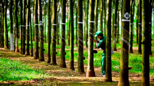 Tránh gián đoạn xuất khẩu trước quy định EUDR của EU