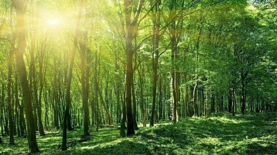 The national forestry planning for 2021-2030 period, with a vision to 2050, approved 