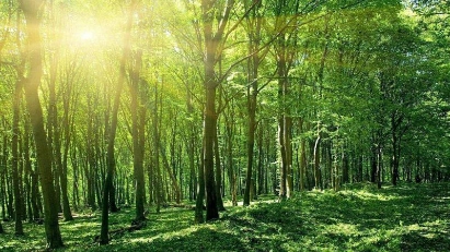 The national forestry planning for 2021-2030 period, with a vision to 2050, approved 