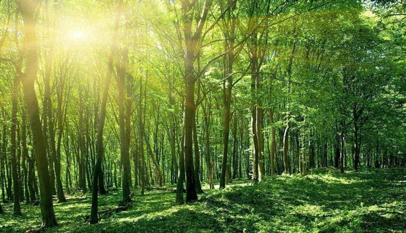 The national forestry planning for 2021-2030 period, with a vision to 2050, approved 