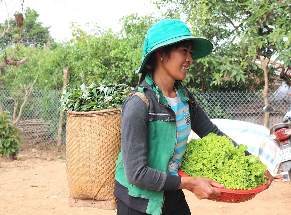 Từ ngày trồng rau hữu cơ cung cấp cho siêu thị, nhiều phụ nữ dân tộc Churu tại Lâm Đồng đã thoát nghèo.