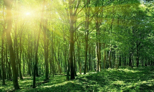 Xây dựng ngành lâm nghiệp bền vững, chủ động tham gia chuỗi cung ứng giá trị toàn cầu