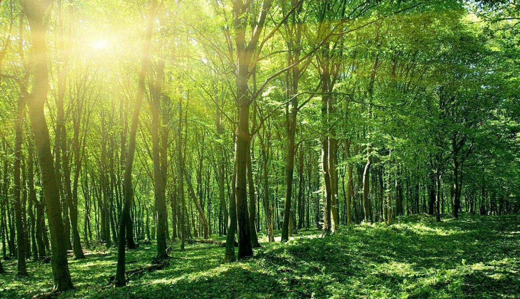 Quy hoạch Lâm nghiệp quốc gia đặt mục tiêu đảm bảo duy trì tỷ lệ che phủ rừng toàn quốc ổn định từ 42% đến 43%.