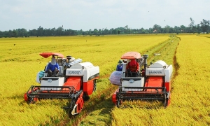 Cần 3 tỷ USD cho đề án 1 triệu ha chuyên canh lúa chất lượng cao, phát thải thấp