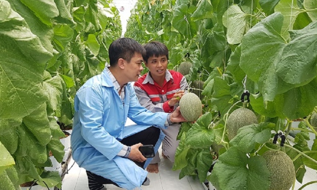 Phát triển hiệu quả và bền vững chuỗi giá trị nông sản là vấn đề sống còn trong tái cơ cấu nông nghiệp. Ảnh minh họa.