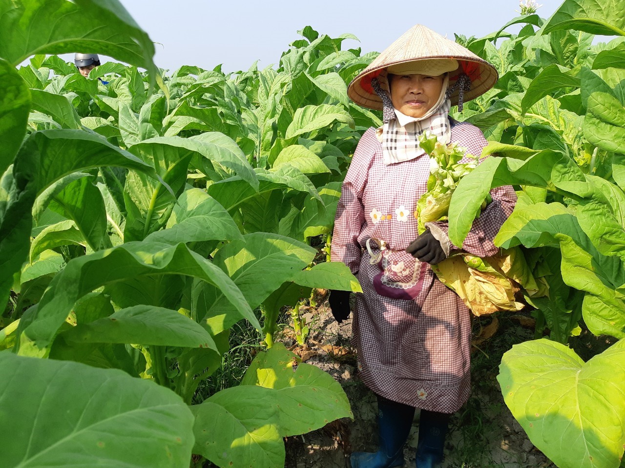 Với tổng diện tích 12.000 hecta cây thuốc lá được trồng tại Việt Nam, loại cây công nghiệp này đã và đang giúp người dân vùng núi vươn lên thoát nghèo đồng thời góp phần đảm bảo an sinh xã hội.