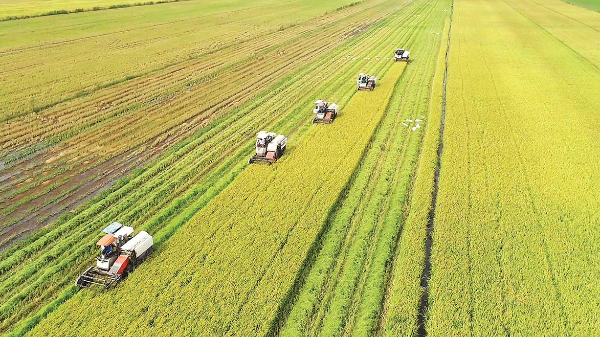 Trồng lúa bán tín chỉ carbon: Triển vọng nhưng cũng nhiều thách thức