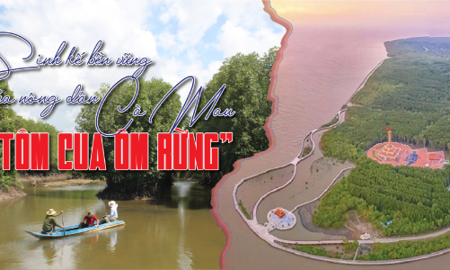 Sinh kế bền vững của nông dân Cà Mau: “Tôm cua ôm rừng”