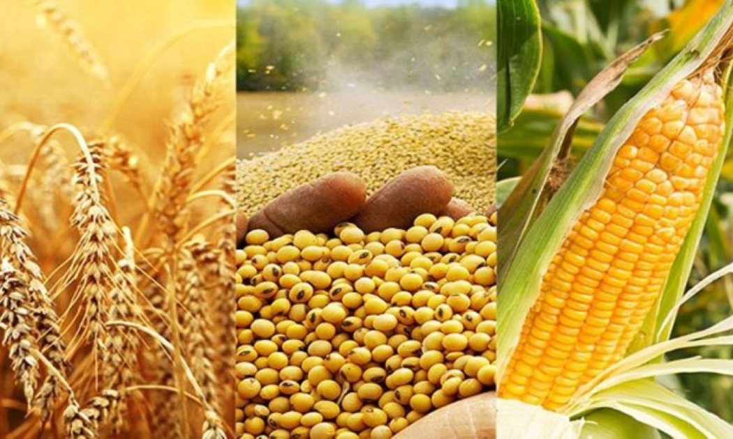 Ngô, lúa mì, đậu tương... nhập khẩu nhiều. Ảnh minh họa.