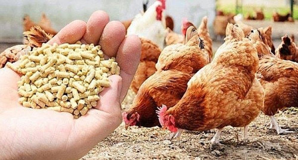Giá thức ăn chăn nuôi giảm sẽ giúp chăn nuôi thuận lợi hơn trong những tháng cuối năm 2024.