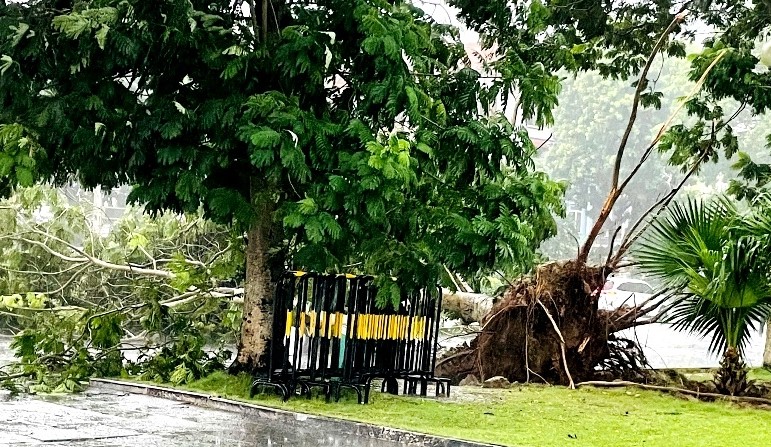 Cây xanh tại khu vực Quảng trường Lam Sơn bị bật gốc.