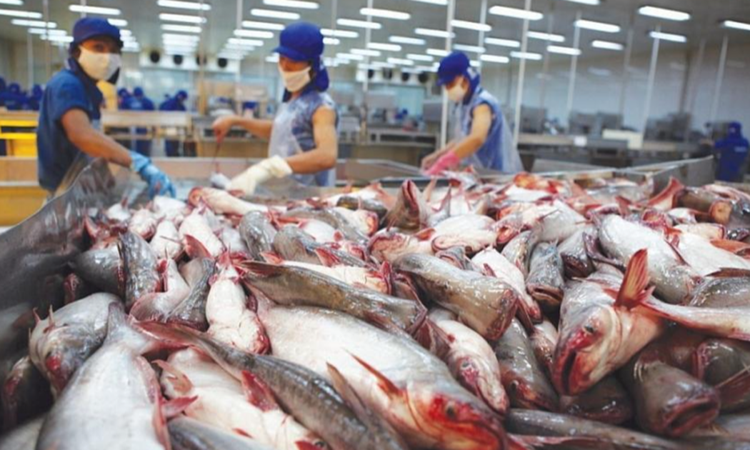 Kim ngạch xuất khẩu cá tra 8 tháng năm 2024 tăng 9% so với cùng kỳ năm trước.