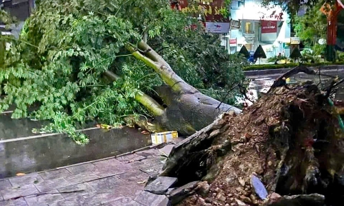 Siêu bão số 3 chưa vào, Thanh Hóa đã mưa to, gió lớn cây đổ la liệt 