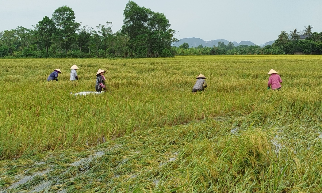 Đợt mưa lũ vừa qua, Thanh Hóa có hơn 4.000 ha lúa, cây trồng bị ngập úng, đổ gãy