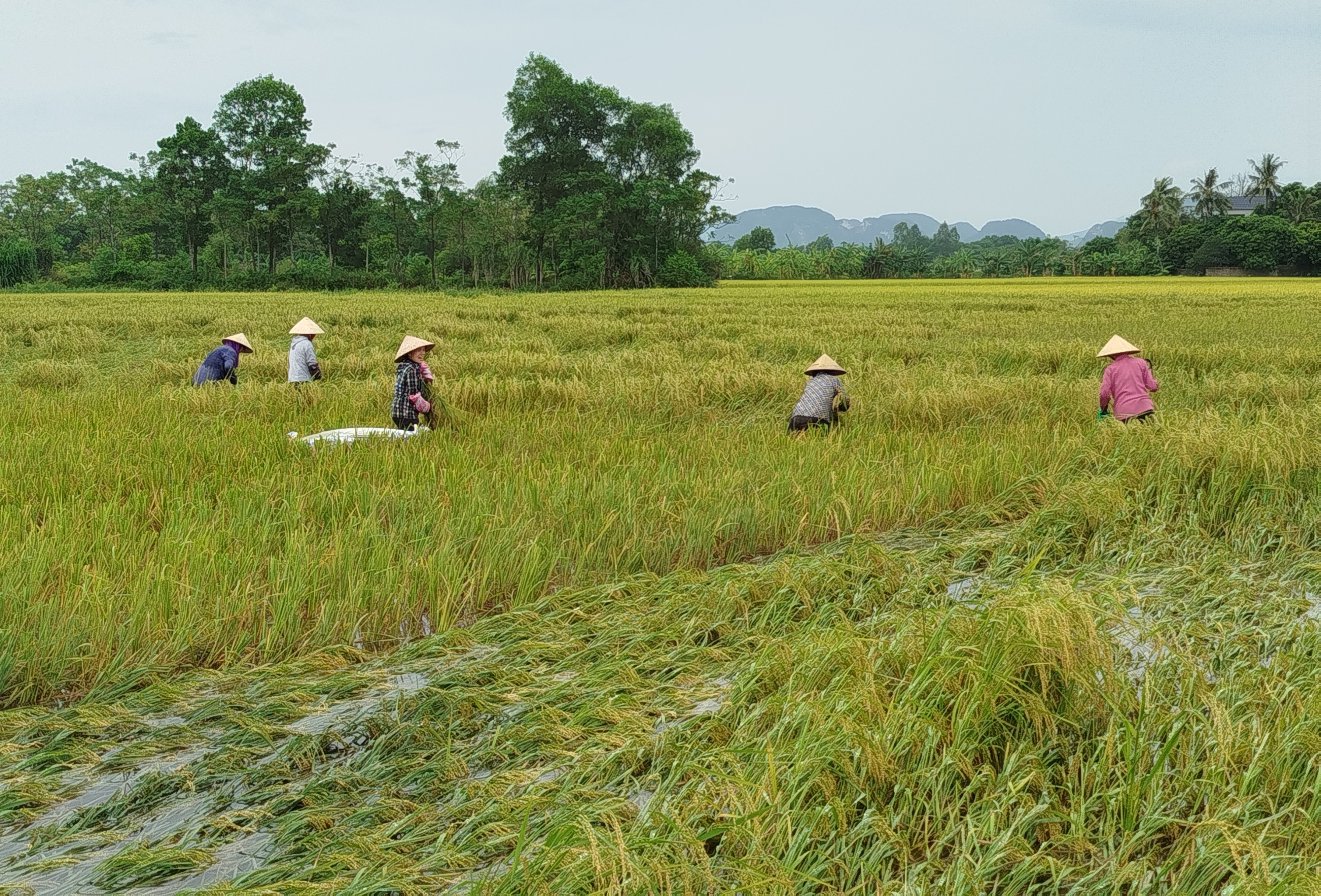 Nông dân xã Đông Quang, huyện Đông Sơn hối hả xuống đồng thu hoạch lúa.