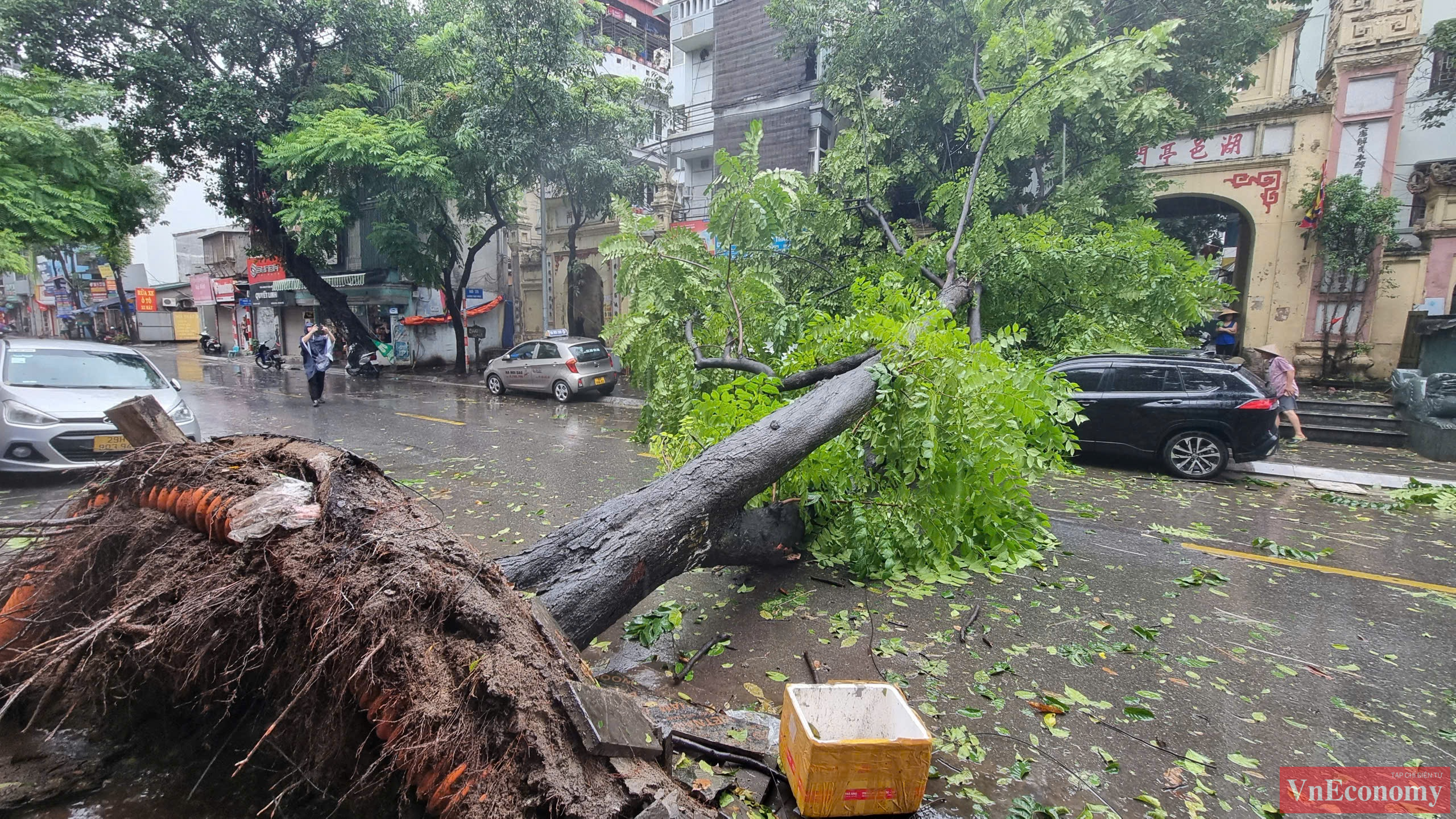 Nhiều cây lớn tại các đường phố trung tâm đã không thể chống chọi lại với mưa bão ngày hôm qua.