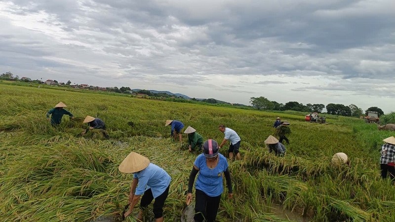 Mực nước trên sông Mã thuộc địa phận thị trấn Quý Lộc, huyện Yên Định, đang dâng cao, có nguy cơ gây ngập úng 30 ha lúa mùa sắp thu hoạch của Nhân dân tổ dân phố số 10. Ngay chiều 8/9, cấp uỷ, chính quyền thị trấn đã chỉ đạo và huy động các đoàn thể trên địa bàn khẩn trương giúp các hộ dân thu hoạch.