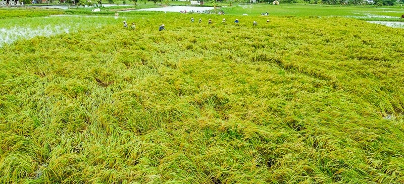 Bão số 3 kèm theo mưa lớn nhiều ngày liên tục khiến cho nhiều diện tích lúa chưa kịp thu hoạch của bà con nông dân tại Thanh Hóa đổ rạp, ngập trong nước.
