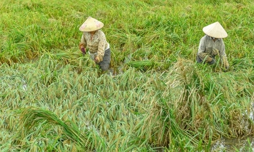 Ngớt mưa, nông dân hối hả cứu lúa