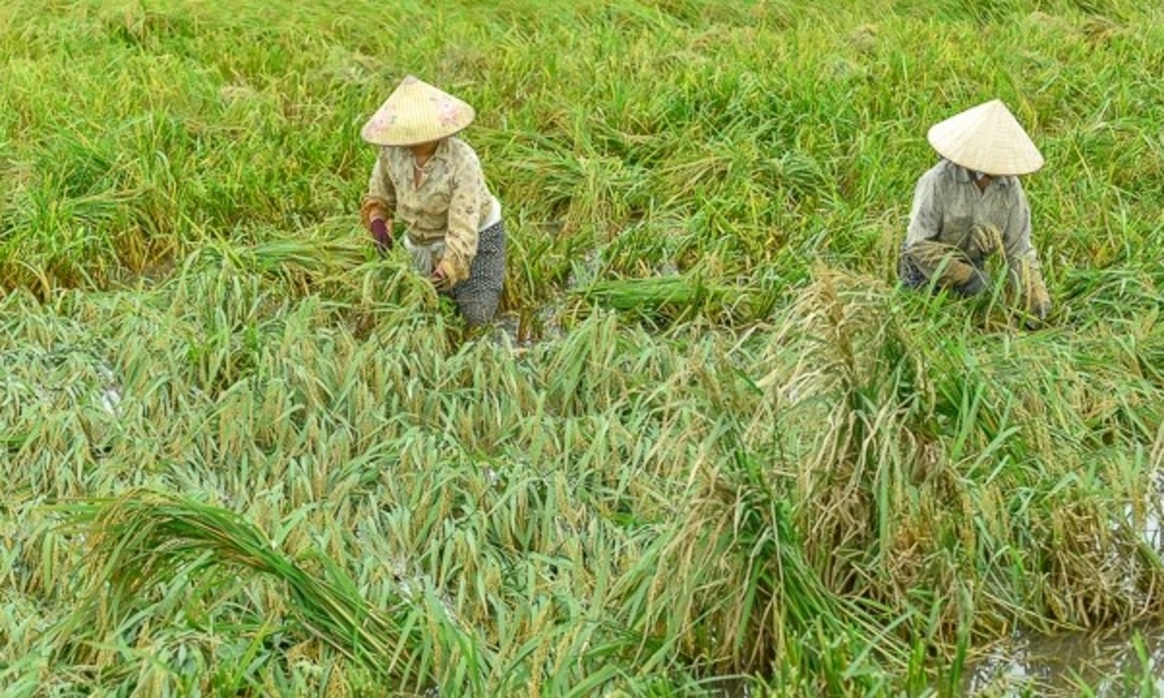 Do diện tích lúa bị ngập nước không thể sử dụng phương tiện cơ giới như máy gặt để thu hoạch mà phải gặt bằng tay nên tiến độ rất chậm