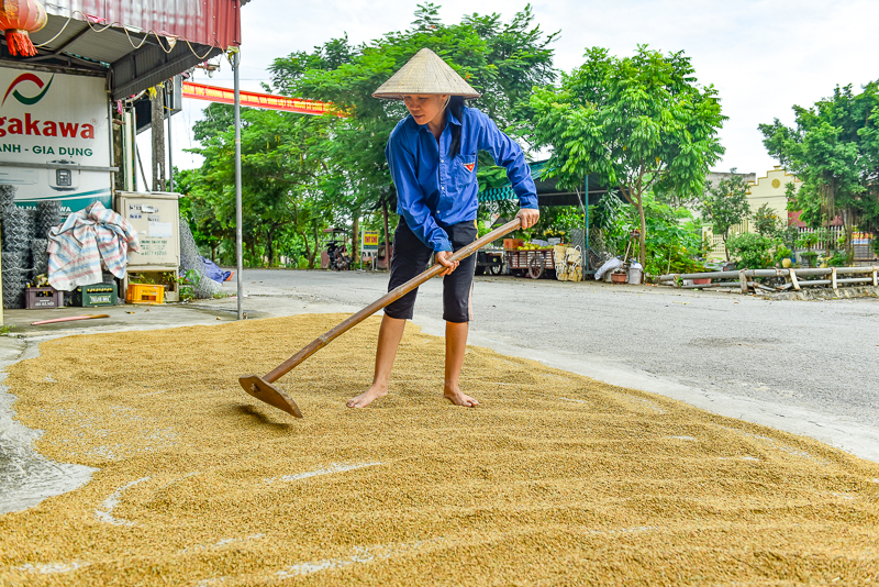 Với phương châm “xanh nhà hơn già đồng”, nhiều diện tích lúa mới đạt tỷ lệ chín khoảng 65-70% thế nhưng do bị ngã đổ nên nông dân phải thu hoạch đem về nhà phơi phóng, mong gỡ gạc. 