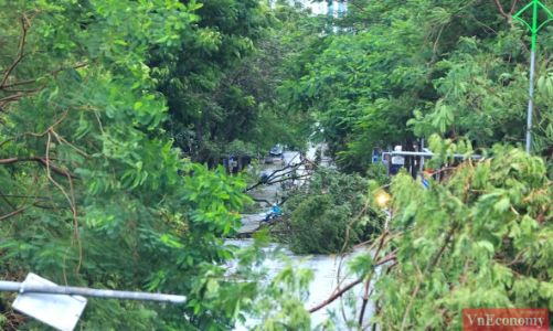 [Phóng sự ảnh]: Hà Nội sau bão, tiếc nuối nhìn cây xanh gãy đổ ngổn ngang