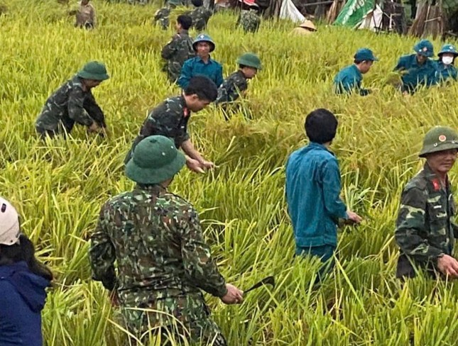 Trước đó, Bộ Chỉ huy Quân sự tỉnh Thanh Hóa điều động gần 400 cán bộ, chiến sĩ, bộ đội thường trực và dân quân tự vệ giúp nhân dân huyện Hậu Lộc thu hoạch lúa.