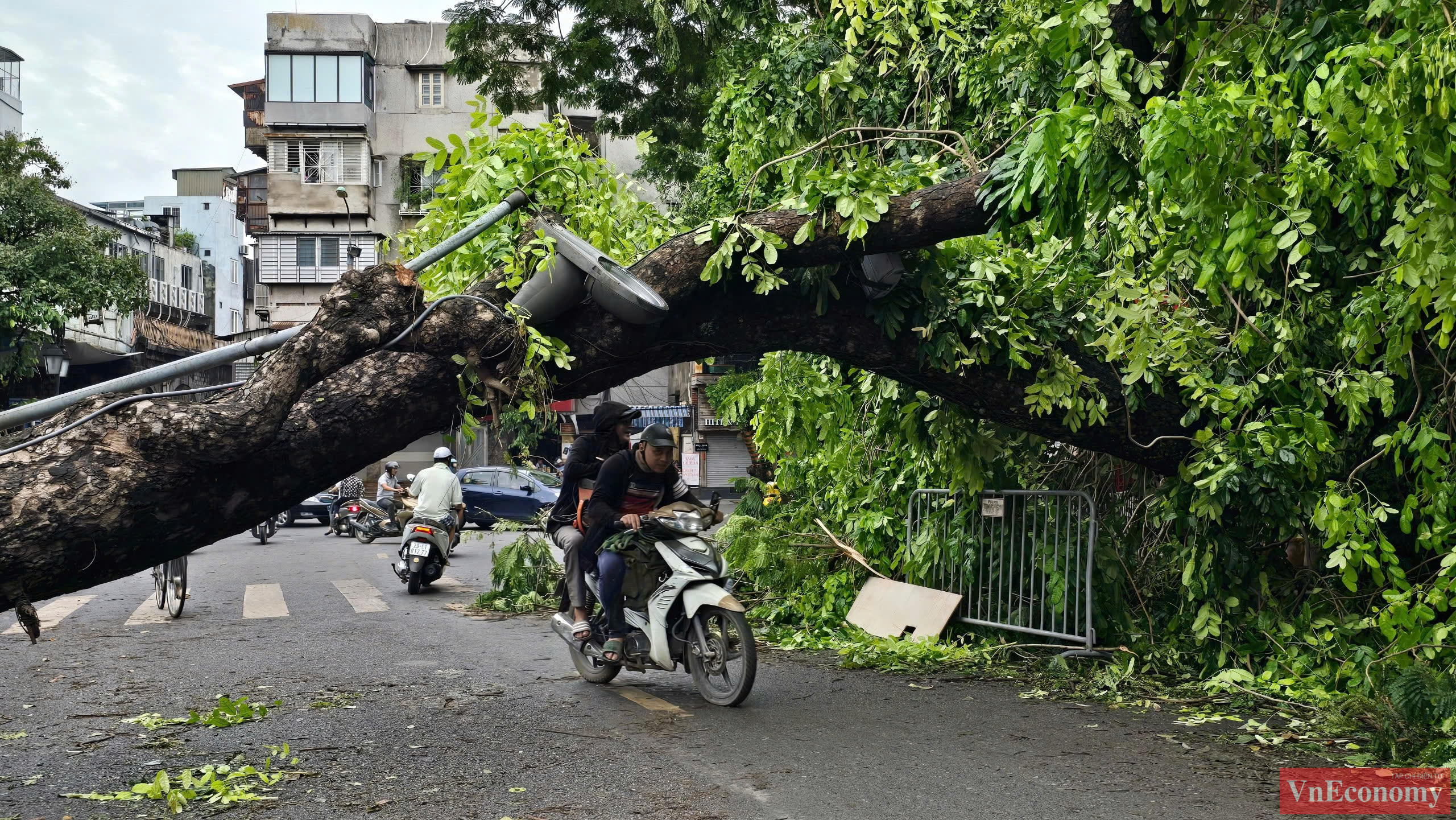 Hầu hết các cây xanh gãy đổ đều là cây lâu năm, vì vậy khi các phương tiện cố tìm cách lưu thông cũng tiềm ẩn nhiều rủi ro.
