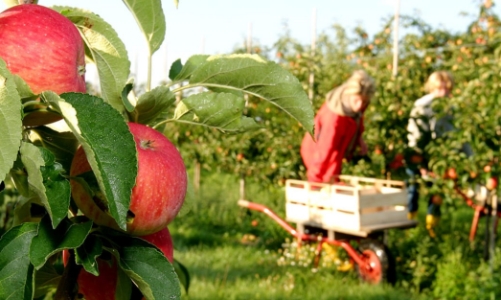 Tiêu chí lựa chọn doanh nghiệp đưa lao động sang Australia làm việc