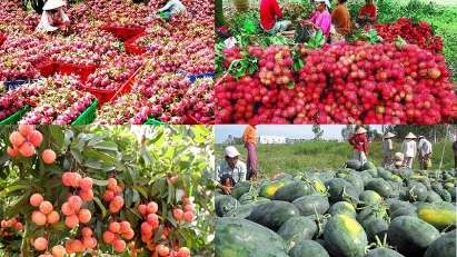First Vietnamese fruit festival set to open in China 