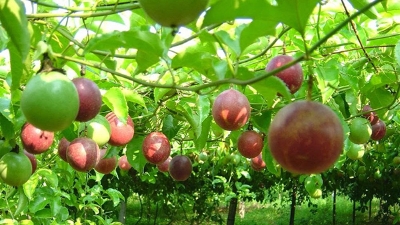Vietnamese passion fruits exported to Australia